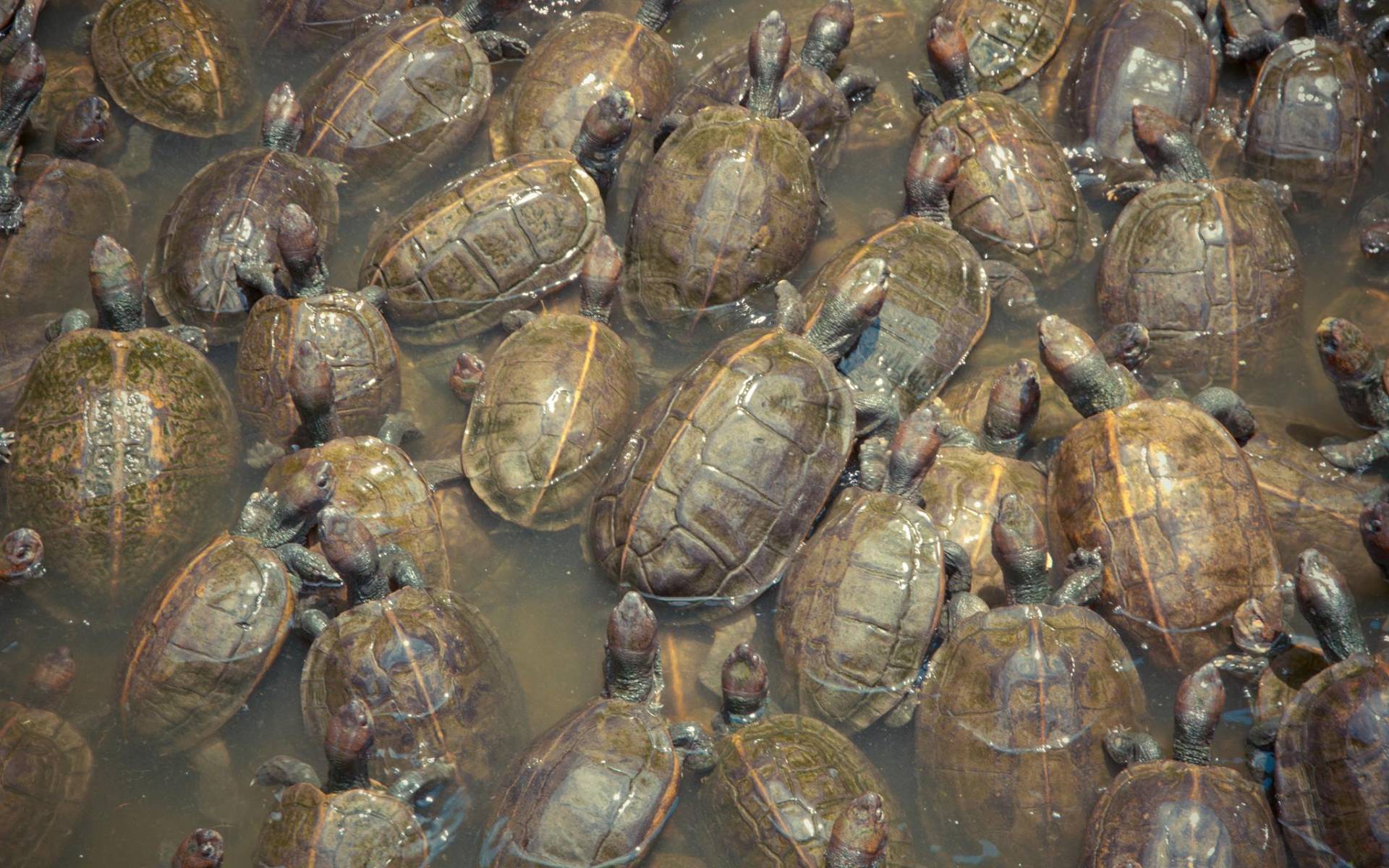 Turtles in temple