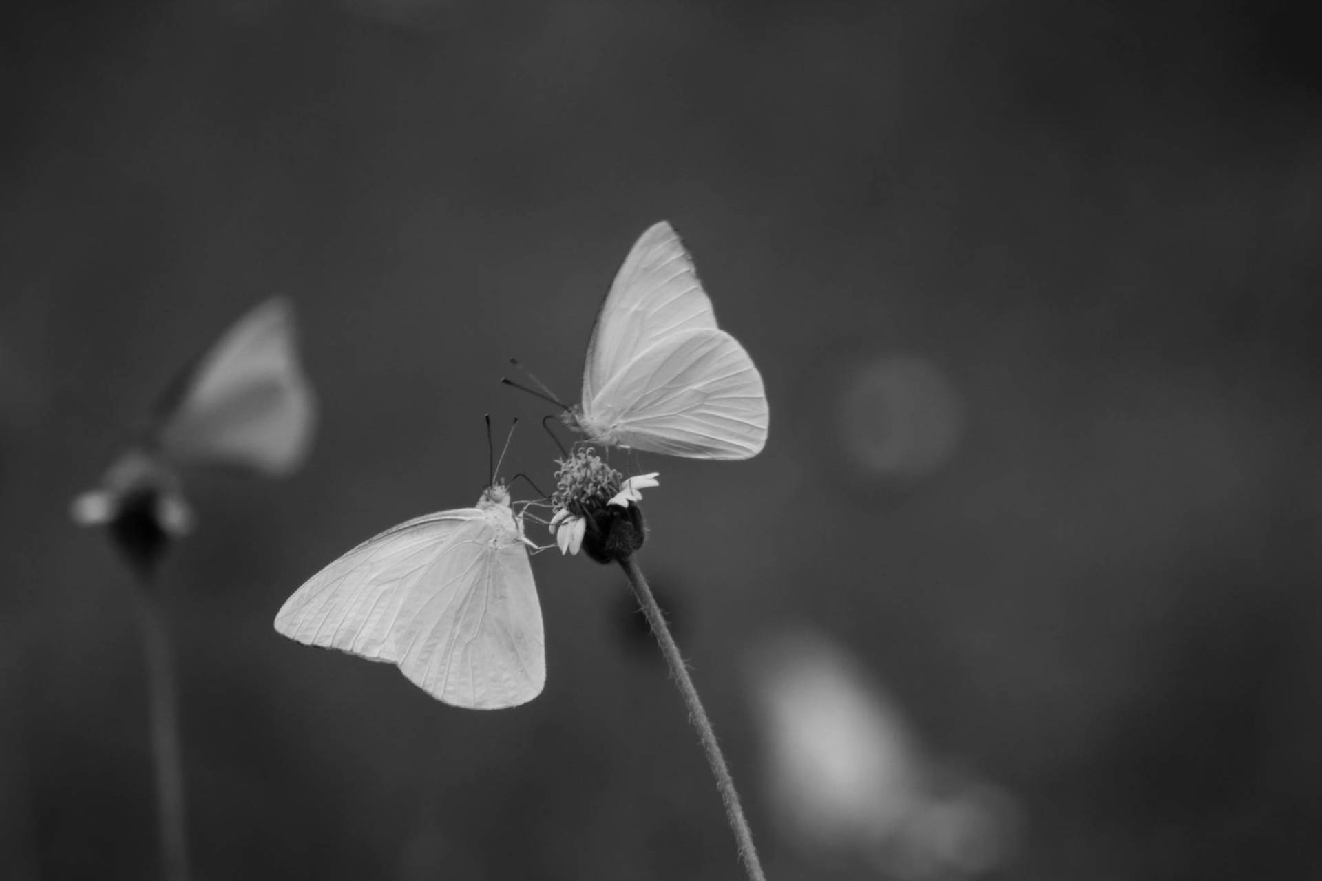 butterflies in Sri Lanka