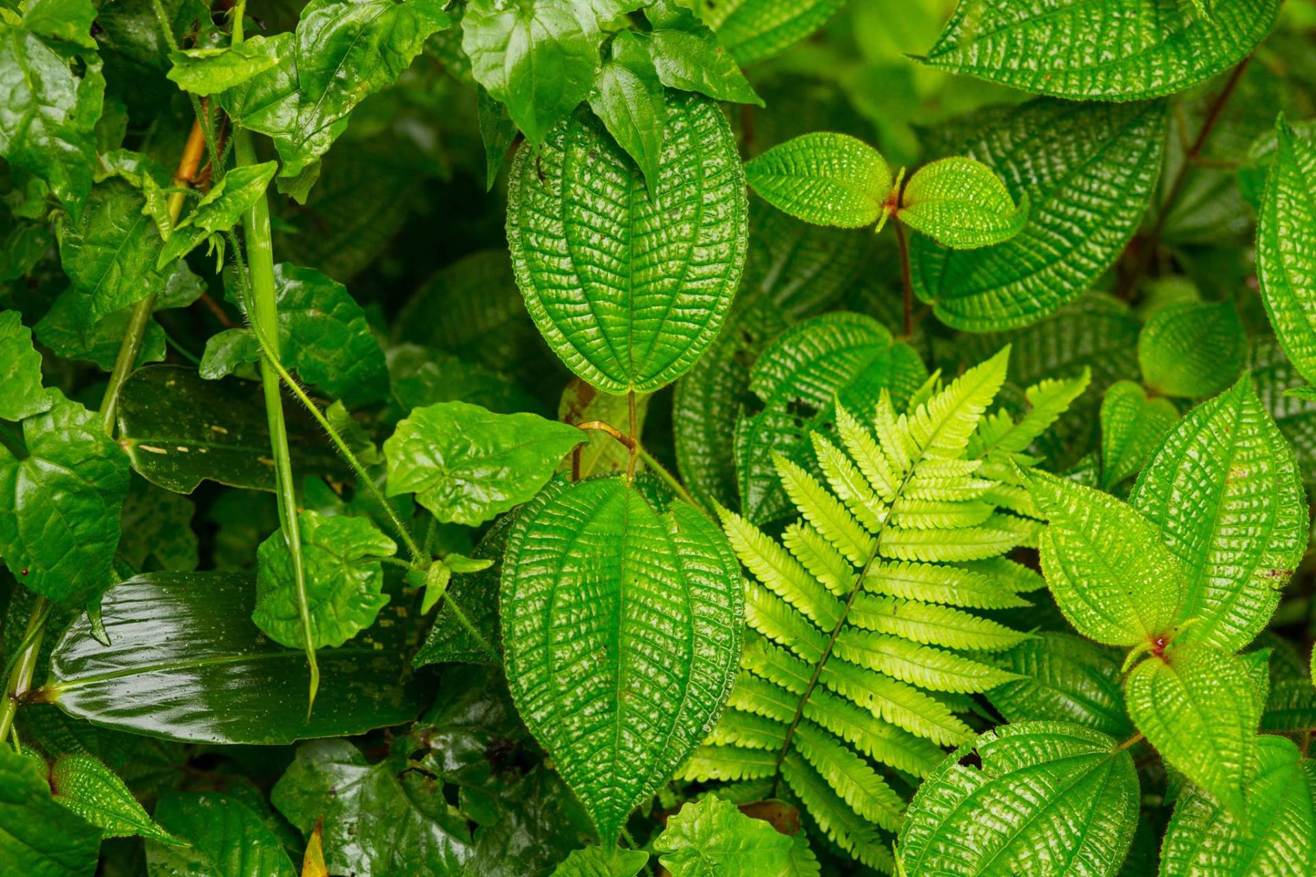 Malaysia forest